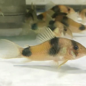 Preisknaller Weitzmans Panzerwels DNZ (Corydoras weitzmani)